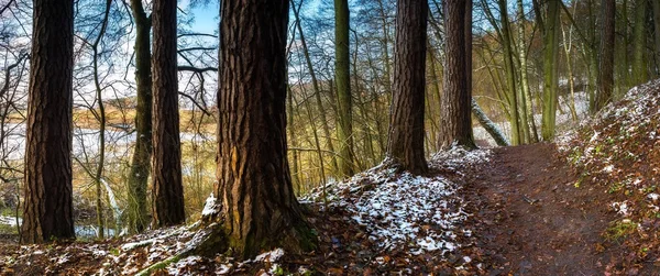 Panoramic landscape of late autumnal forest with first snow — Stock Photo, Image