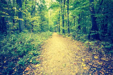 Sonbahar orman manzara Vintage Fotoğraf