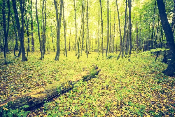 Foto vintage del paisaje forestal otoñal — Foto de Stock