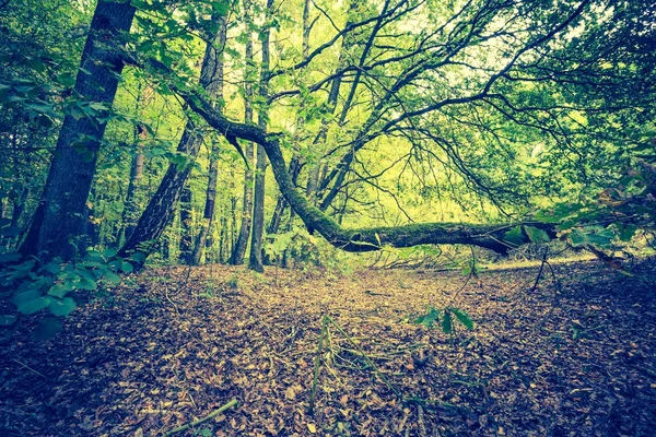 Foto vintage del paisaje forestal otoñal — Foto de Stock