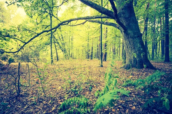 Vintage photo of autumnal forest landscape — Stock Photo, Image