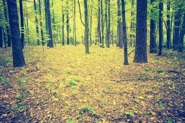 Vintage foto di paesaggio foresta autunnale — Foto Stock