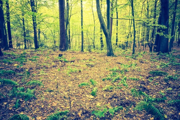 Jahrgangsfoto der herbstlichen Waldlandschaft — Stockfoto