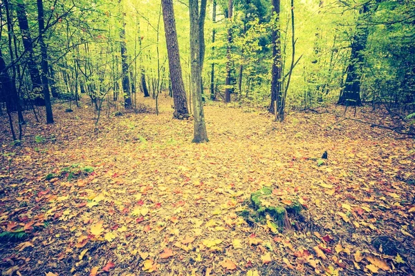 Vintage fotó az őszi erdőben fekvő — Stock Fotó