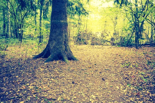 秋の森林景観のビンテージ写真 — ストック写真