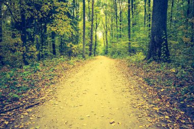 Sonbahar orman manzara Vintage Fotoğraf