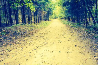 Sonbahar orman manzara Vintage Fotoğraf