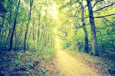 Sonbahar orman manzara Vintage Fotoğraf