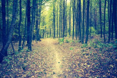 Sonbahar orman manzara Vintage Fotoğraf