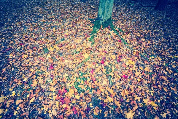 Винтажное фото осеннего лесного пейзажа — стоковое фото