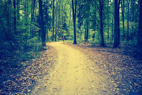 Foto vintage del paisaje forestal otoñal — Foto de Stock