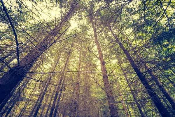 Vintage foto de paisagem floresta outonal — Fotografia de Stock