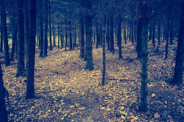 Foto vintage del paisaje forestal otoñal —  Fotos de Stock