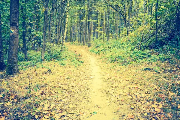 Vintage photo of autumnal forest landscape — Stock Photo, Image