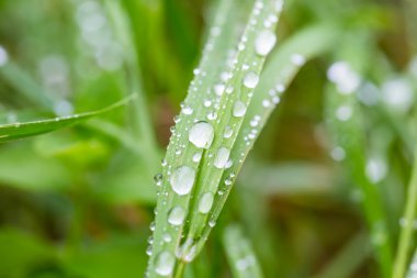 Bitki üzerinde Su damlacıkları