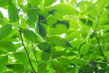 yeşil yapraklar arkaplan