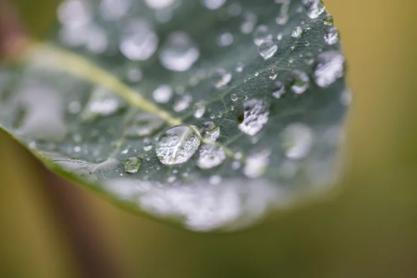 植物の水滴 — ストック写真