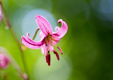 Vahşi orkide yakın çekim