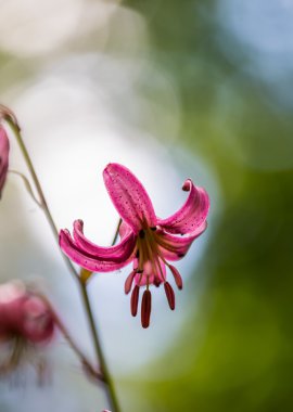 Vahşi orkide yakın çekim