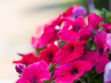 Petunya çiçek yakın çekim