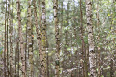 Genç huş ağaçları 