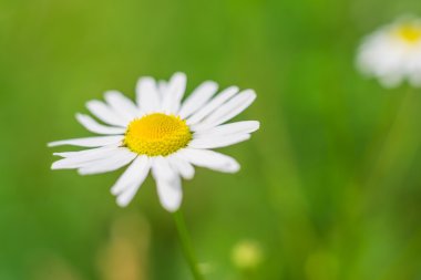 vahşi beyaz çiçekler