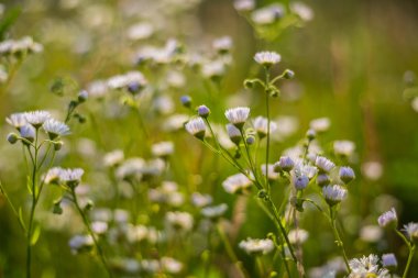 vahşi beyaz çiçekler