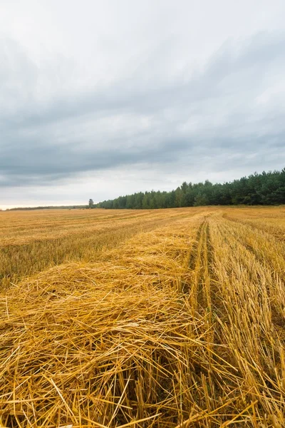 Stoppels veld landschap — Stockfoto