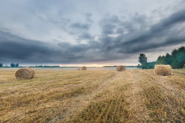 Щетинистый полевой пейзаж — стоковое фото