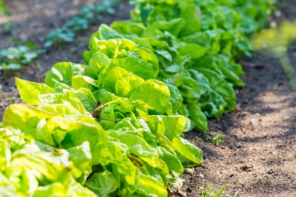 Young lettuce leaves growing in garden — Stock Photo, Image
