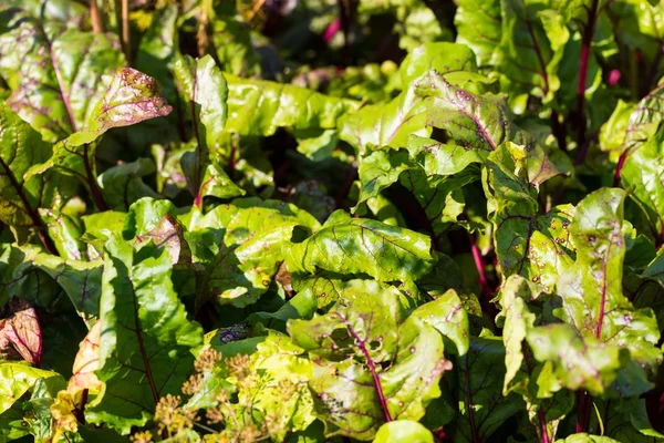 Young beet growing in garden — Stock Photo, Image