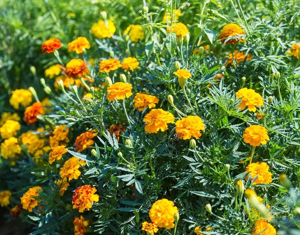 Flores de calêndula em close — Fotografia de Stock