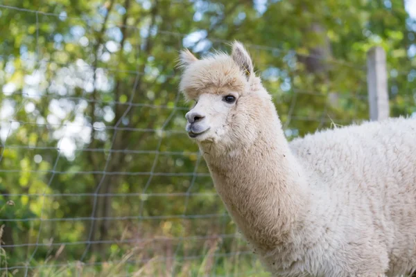 Na farmě alpaka — Stock fotografie