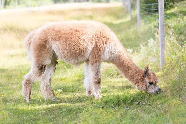 Alpaca en la granja —  Fotos de Stock