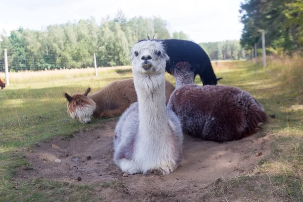 Alpaca en la granja — Foto de Stock