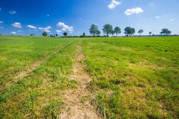 緑の草原の風景 — ストック写真