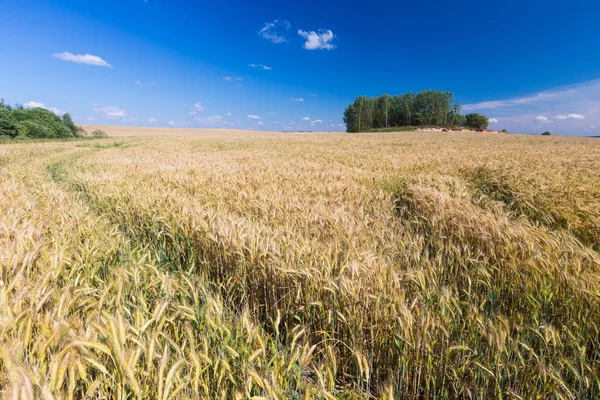 Maïs veld landschap — Stockfoto