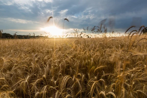 Maïs veld landschap — Stockfoto