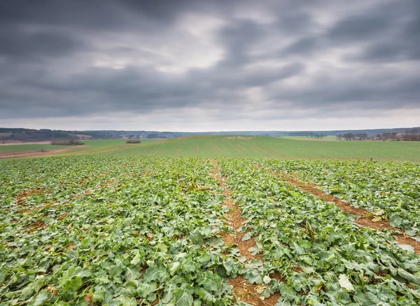 Unga rapsfält — Stockfoto