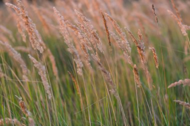 Tilki kuyruğu çimen çiçekler yakın çekim
