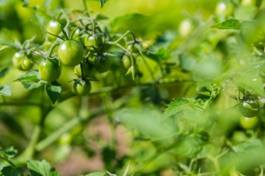 olgunlaşmamış yeşil domates 