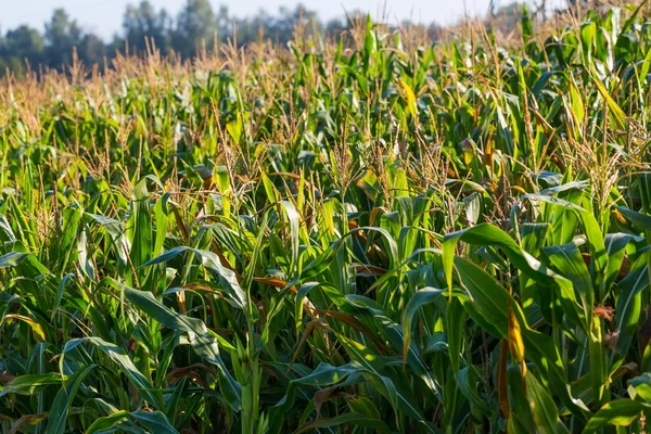 Corn field close up — Stock Photo, Image