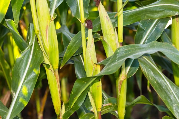 Corn field close up — Stock Photo, Image