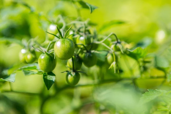 Зелёные незрелые помидоры — стоковое фото
