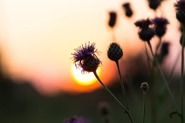 Při západu slunce obloha, květy bodláku — Stock fotografie