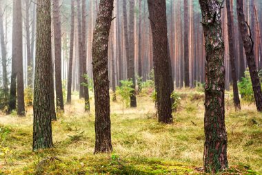Hüzünlü sonbahar orman 