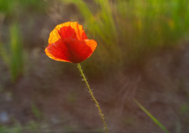 Kırmızı gelincik çiçeği