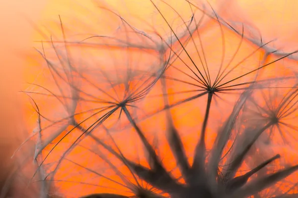 Semillas de diente de león sobre fondo de cielo al atardecer — Foto de Stock