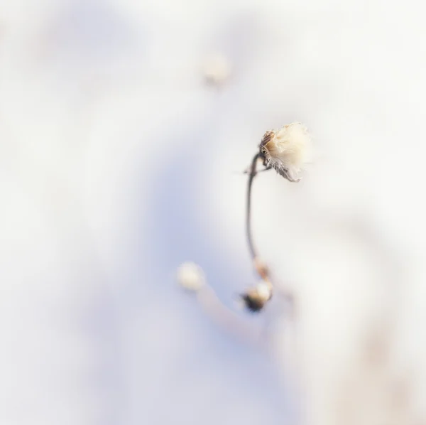 Fényképezett a téli száraz virágok — Stock Fotó