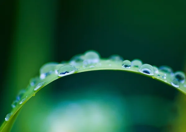 Капли воды на растении — стоковое фото